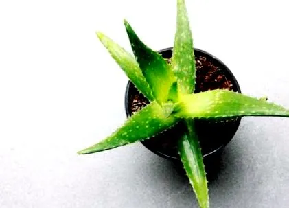 pentru aloe