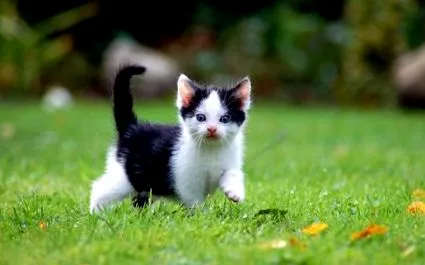katzenforum