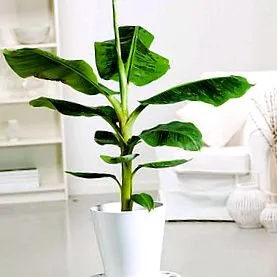 musa