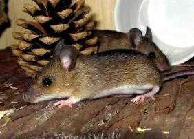 babaegér