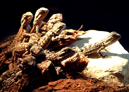 dragoni