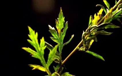artemisia