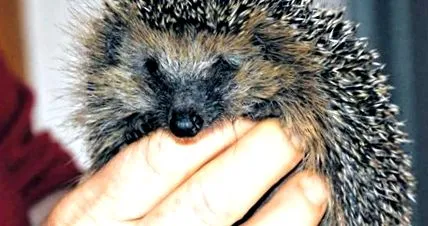 hedgehog