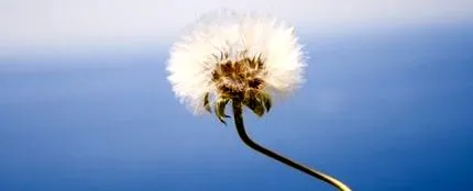 ayurveda