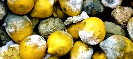 aspergiloză