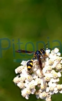 pitopia
