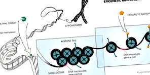epigenetické