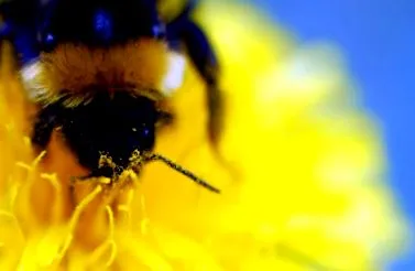 капсули