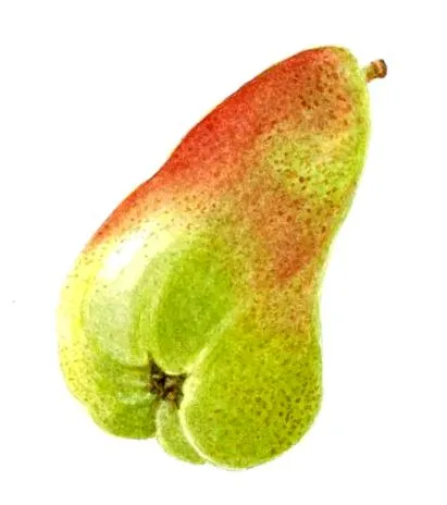 botanikus