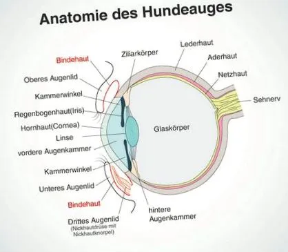 câine simptome