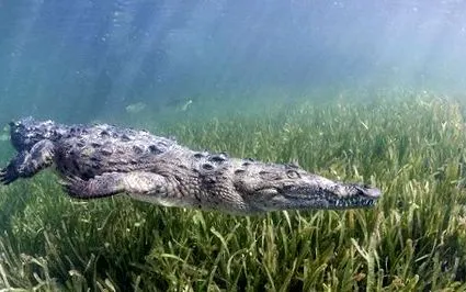 солена вода