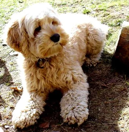 cockapoo