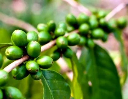 cafeaua
