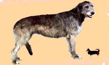 csivava-szász-anhalt