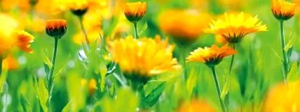 parfum