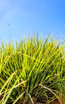 citronella
