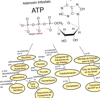 кислородни атоми