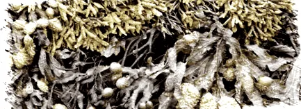 fucus