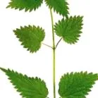 zöldséglevek