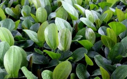 plantelor