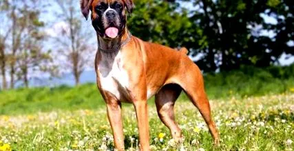 boxer