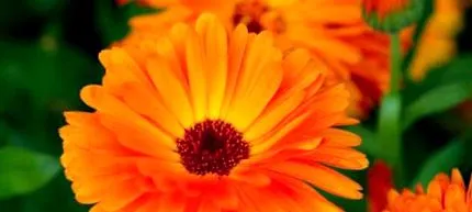 florile sunt