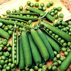sativum