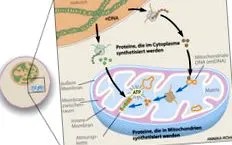 mitokondrium