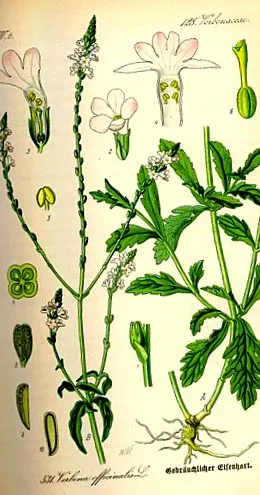 biológia