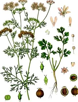 Coriandrum sativum