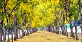 cassia