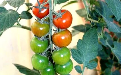 plantele