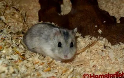 phodopus
