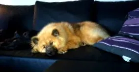 eurasier ferată