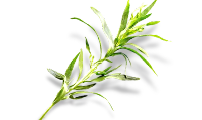 herbs