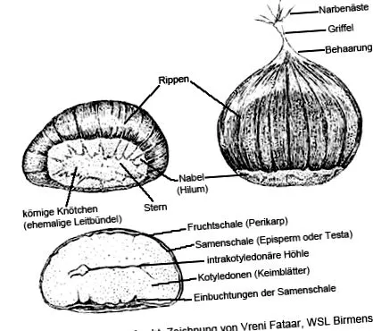 szakértelem