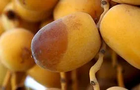 maturarea fructelor