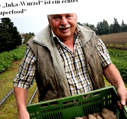 rădăcină