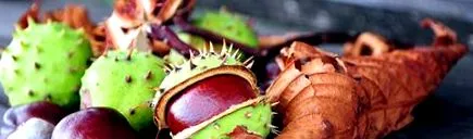 közönséges vadgesztenye