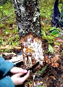 Armillaria cepistipes
