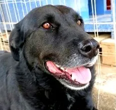 boldog