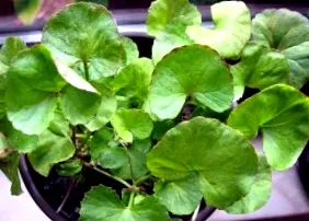 centella