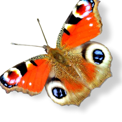 kényeztesse
