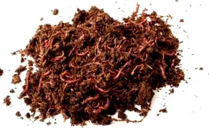 viermi compost
