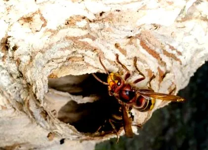 hornet