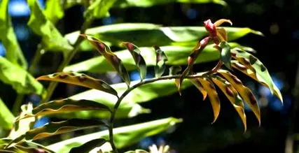 plantarea plantarea