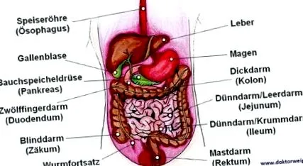 gastro-intestinale