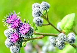 arctium