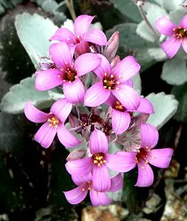 kalanchoe