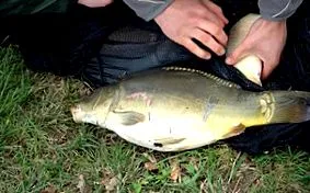 Cyprinus carpio